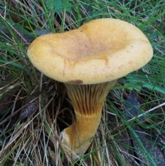 Austropaxillus sp. at Cotter River, ACT - 18 May 2016