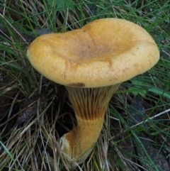 Austropaxillus sp. at Cotter River, ACT - 18 May 2016