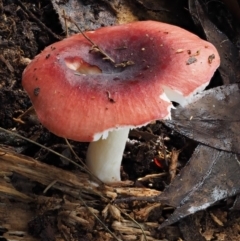 Russula persanguinea (Russula persanguinea) at Cotter River, ACT - 17 May 2016 by KenT