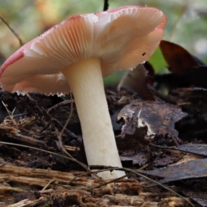 Russula sp. at Cotter River, ACT - 18 May 2016