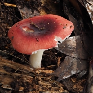 Russula sp. at Cotter River, ACT - 18 May 2016