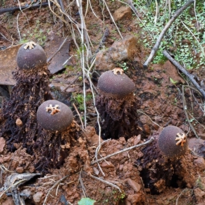 Calostoma fuscum (Common Prettymouth) at Cotter River, ACT - 18 May 2016 by KenT