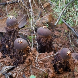 Calostoma fuscum at Cotter River, ACT - 18 May 2016