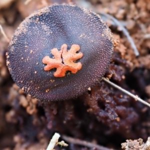 Calostoma fuscum at Cotter River, ACT - 18 May 2016