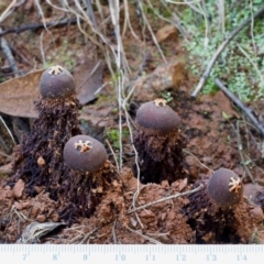 Calostoma fuscum at Cotter River, ACT - 18 May 2016