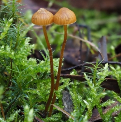 Galerina sp. at Cotter River, ACT - 18 May 2016 by KenT