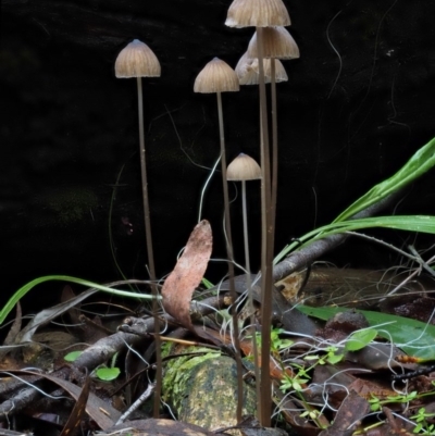 Mycena sp. (Mycena) at Cotter River, ACT - 18 May 2016 by KenT