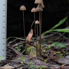 Mycena sp. at Cotter River, ACT - 18 May 2016 01:02 PM