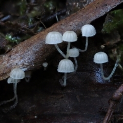 Hemimycena sp. at Cotter River, ACT - 17 May 2016 by KenT