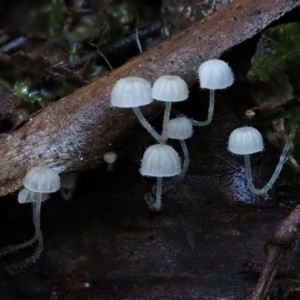 Hemimycena sp. at Cotter River, ACT - 18 May 2016 09:21 AM