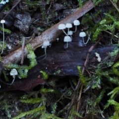 Hemimycena sp. at Cotter River, ACT - 18 May 2016 09:21 AM