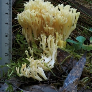 Ramaria lorithamnus at Cotter River, ACT - 18 May 2016