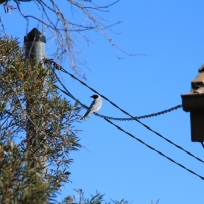 Coracina novaehollandiae (Black-faced Cuckooshrike) at Hackett, ACT - 8 May 2015 by petersan