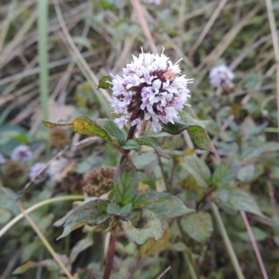 Mentha x piperita (Peppermint) at Lake Burley Griffin West - 16 May 2016 by michaelb