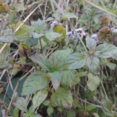 Mentha x piperita at Canberra Central, ACT - 16 May 2016