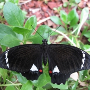 Papilio aegeus at Hackett, ACT - 2 Feb 2013