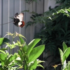 Papilio aegeus at Hackett, ACT - 2 Feb 2013 10:04 AM