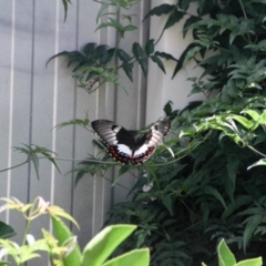 Papilio aegeus at Hackett, ACT - 2 Feb 2013 10:04 AM