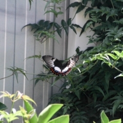 Papilio aegeus at Hackett, ACT - 2 Feb 2013