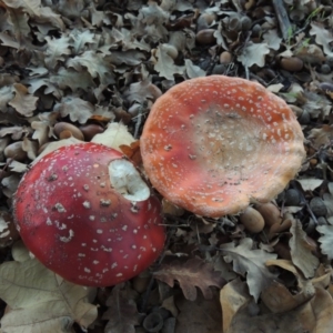 Amanita muscaria at Canberra Central, ACT - 16 May 2016