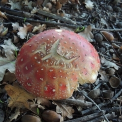 Amanita muscaria at Canberra Central, ACT - 16 May 2016