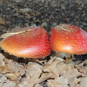 Amanita muscaria at Canberra Central, ACT - 16 May 2016