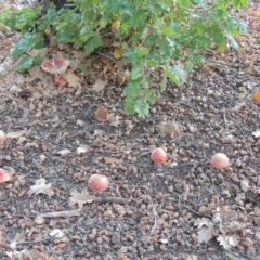 Amanita muscaria at Canberra Central, ACT - 16 May 2016