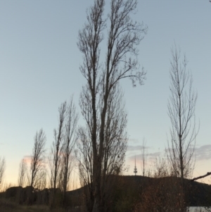 Populus nigra at Canberra Central, ACT - 16 May 2016