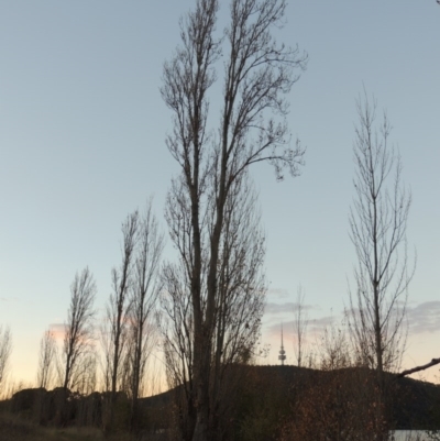 Populus nigra (Lombardy Poplar) at Canberra Central, ACT - 16 May 2016 by MichaelBedingfield