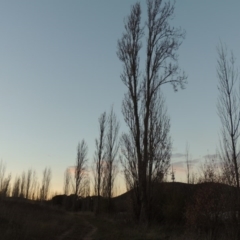 Populus nigra at Canberra Central, ACT - 16 May 2016 06:41 PM