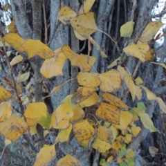 Populus nigra (Lombardy Poplar) at Greenway, ACT - 17 May 2016 by MichaelBedingfield