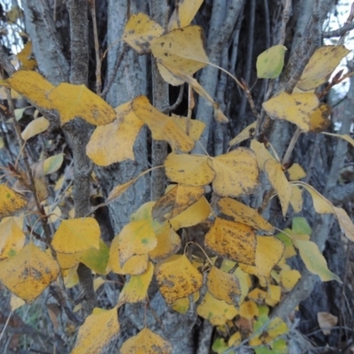 Populus nigra (Lombardy Poplar) at Greenway, ACT - 16 May 2016 by michaelb