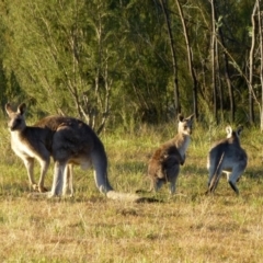 Macropus giganteus (Eastern Grey Kangaroo) at Canberra Central, ACT - 23 May 2015 by RWPurdie
