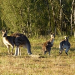 Macropus giganteus (Eastern Grey Kangaroo) at Black Mountain - 22 May 2015 by RWPurdie