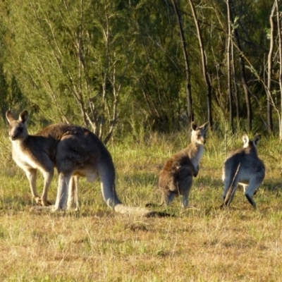 Macropus giganteus (Eastern Grey Kangaroo) at Canberra Central, ACT - 23 May 2015 by RWPurdie