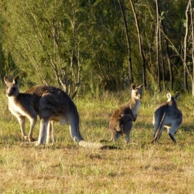 Macropus giganteus (Eastern Grey Kangaroo) at Black Mountain - 23 May 2015 by RWPurdie