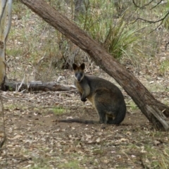 Wallabia bicolor (Swamp Wallaby) at Canberra Central, ACT - 15 Jan 2016 by RWPurdie