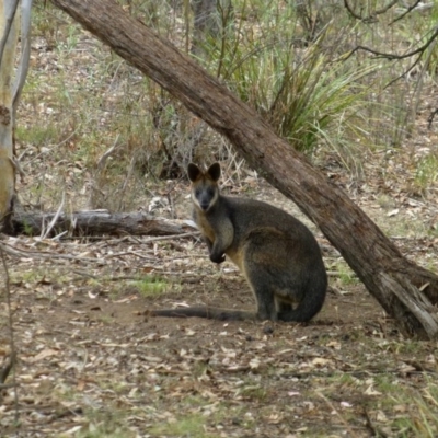 Wallabia bicolor (Swamp Wallaby) at Black Mountain - 14 Jan 2016 by RWPurdie