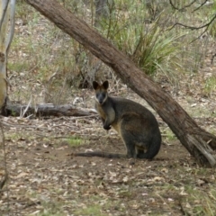 Wallabia bicolor (Swamp Wallaby) at Canberra Central, ACT - 14 Jan 2016 by RWPurdie