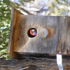 Platycercus elegans (Crimson Rosella) at Deakin, ACT - 20 Sep 2014 by MichaelMulvaney