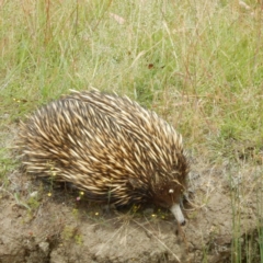 Tachyglossus aculeatus (Short-beaked Echidna) at Sutton, NSW - 4 Dec 2014 by MichaelMulvaney