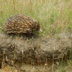 Tachyglossus aculeatus at Sutton, NSW - 4 Dec 2014