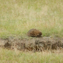 Tachyglossus aculeatus at Sutton, NSW - 4 Dec 2014