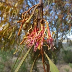 Amyema pendula subsp. pendula (Drooping Mistletoe) at Acton, ACT - 27 May 2016 by RWPurdie