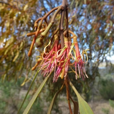 Amyema pendula subsp. pendula (Drooping Mistletoe) at Acton, ACT - 26 May 2016 by RWPurdie