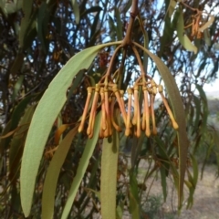 Amyema pendula subsp. pendula at Acton, ACT - 27 May 2016