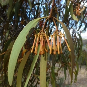 Amyema pendula subsp. pendula at Acton, ACT - 27 May 2016