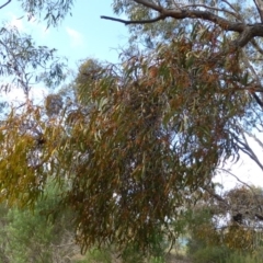 Amyema pendula subsp. pendula at Acton, ACT - 27 May 2016