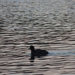 Fulica atra (Eurasian Coot) at Yarramundi Grassland
 - 16 May 2016 by michaelb