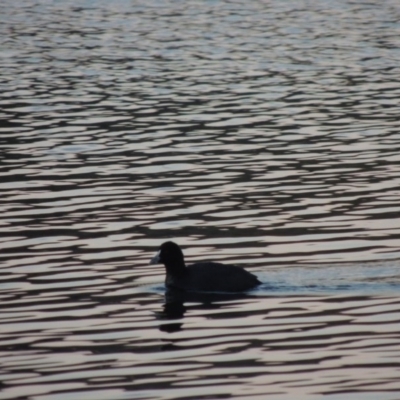 Fulica atra (Eurasian Coot) at Canberra Central, ACT - 16 May 2016 by MichaelBedingfield